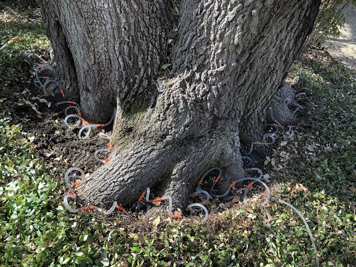 Detailed Tree Cabling and Bracing job site in Trout